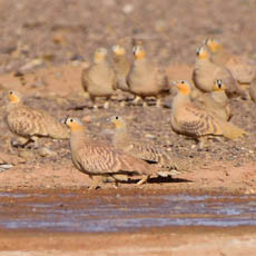 Crowned and Spotted Sandgrouse