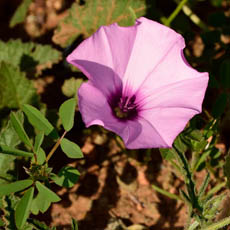 Moroccan flower