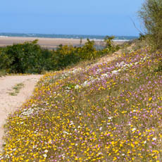 Massa Estuary flowers