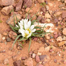 Moroccan flowers desert