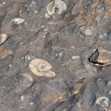 fossils, Morocco