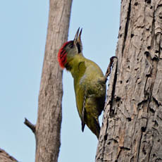 Levaillant's Green Woodpecker
