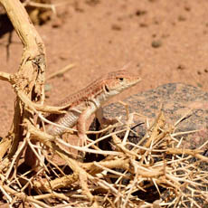 lizard, Morocco