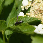 Ancistrocerus scoticus