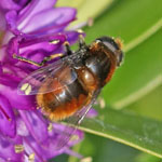 Eristalis intricarius