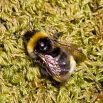 Gypsy Cuckoo Bumblebee