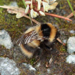 Heath Bumblebee
