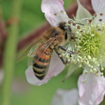 Honey Bee