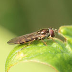 Melanostoma scalare