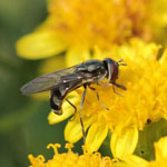 Platycheirus albimanus