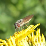 Platycheirus manicatus
