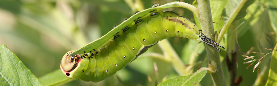 Insects
