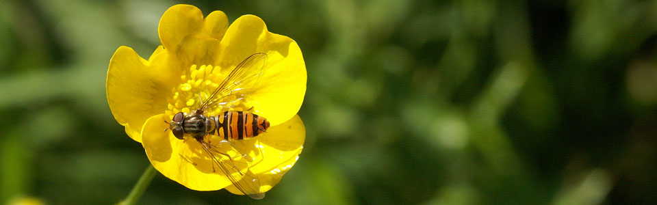 Insects