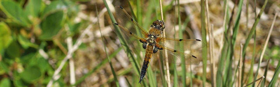 Insects