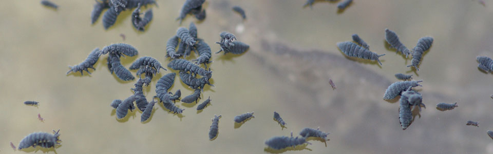 Insects