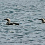 Black-throated Divers
