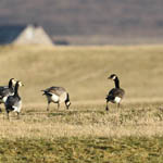 Cackling Geese, North Uist