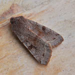 Clouded Drab, Outer Hebrides moths