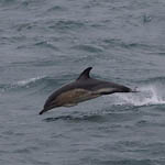 Common Dolphin