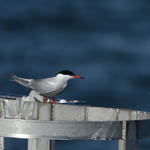 Common Terns