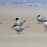 Common Terns