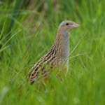Corncrake, Outer Hebrides