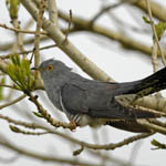 Cuckoo, Outer Hebrides