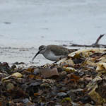Curlew Sandpiper, Outer Hebrides birds