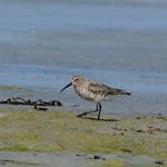 Curlew Sandpiper