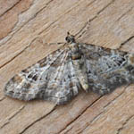 Double-striped Pug, Outer Hebrides moths