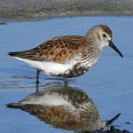 Dunlin