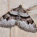 Flame Carpet