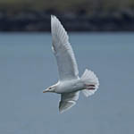 Glaucous Gull, Leverburgh