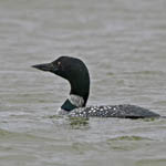 Great Northern Diver