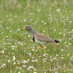 Grey-headed Lapwing, North Uist