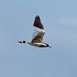 Grey-headed Lapwing, Outer Hebrides
