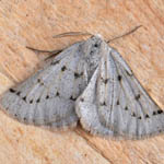 Grey Scalloped Bar