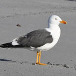 Lesser Black-backed Gull