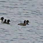 Lesser Scaup, Outer Hebrides
