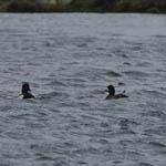 Lesser Scaup, West Loch Ollay