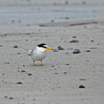 Little Tern, Outer Hebrides BIrds