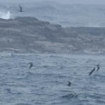 Long-tailed Skuas, North Uist