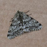 Pale Brindled Beauty Moth, Outer Hebrides