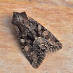 Pale-shouldered Brocade