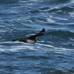 Pomarine Skua, Outer Hebrides