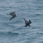 Pomarine Skuas, North Uist