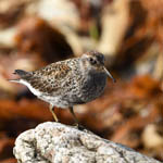 Purple Sandpiper, Outer Hebrides birds