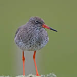 Redshank, Outer Hebrides