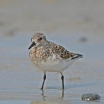 Sanderling, Outer Hebrides birds