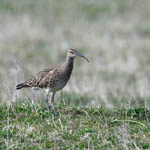 Whimbrel, Outer Hebrides birds